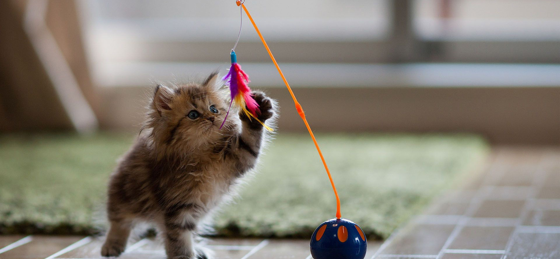 Cat playing with a toy.