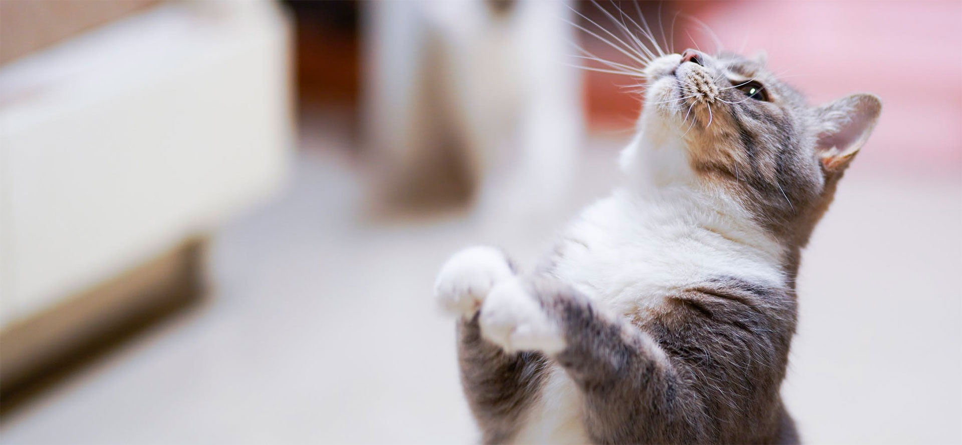 Cat waiting for a crunchy treat.