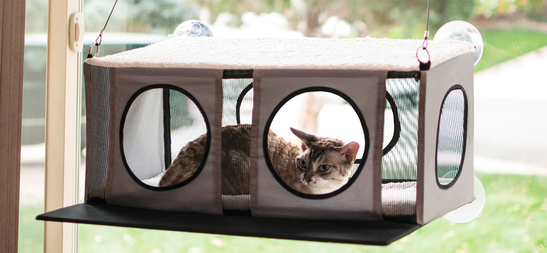 Cat in Window Perches.