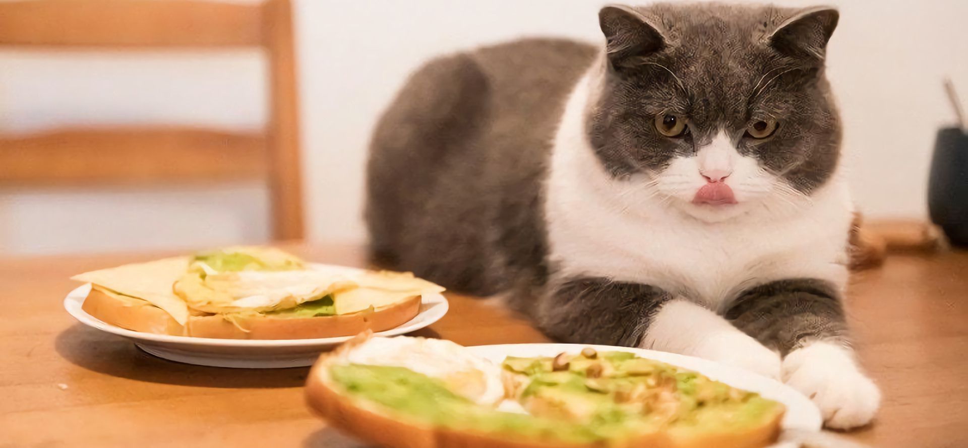 Cat looking at bread.