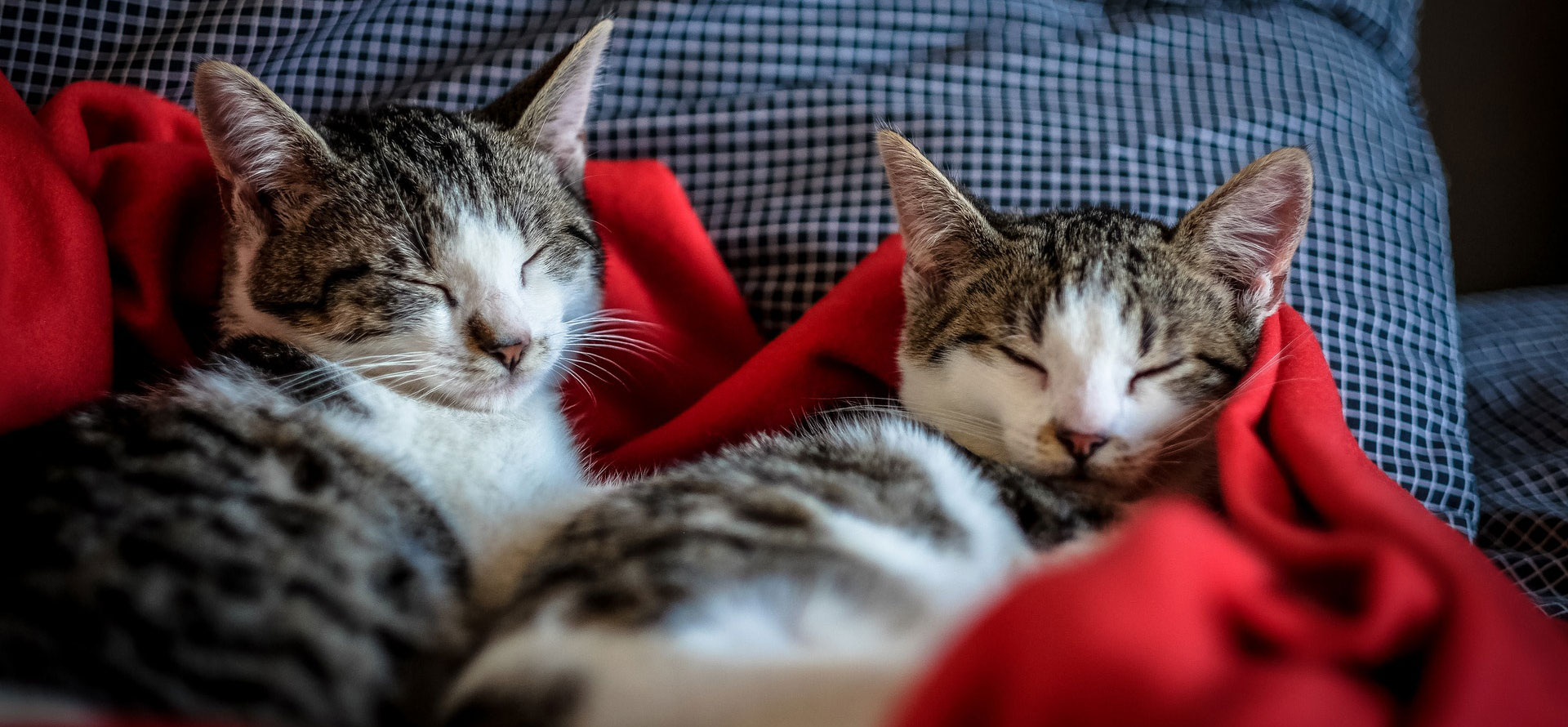 2 cats sleeping with warm ears.