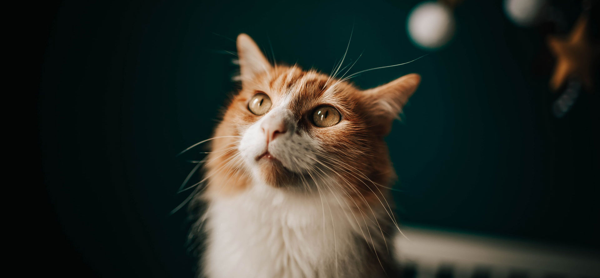 Cat with warm ears.