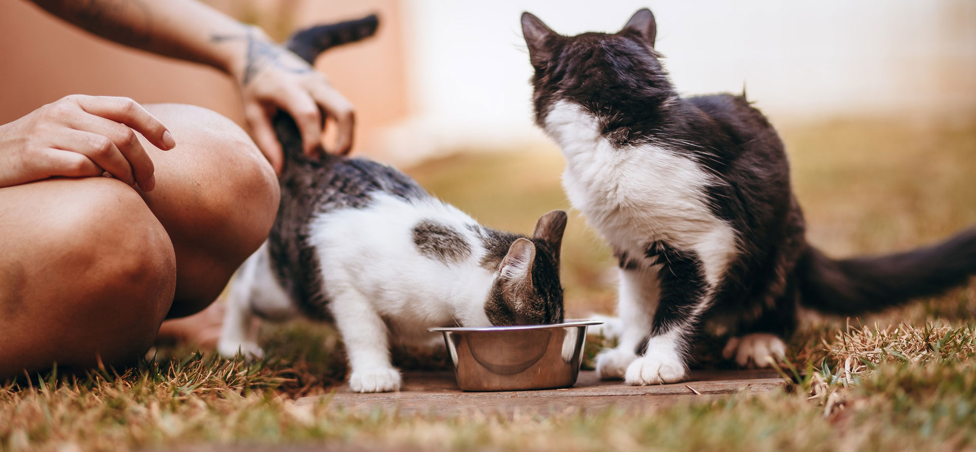 Can cats eat dog food.