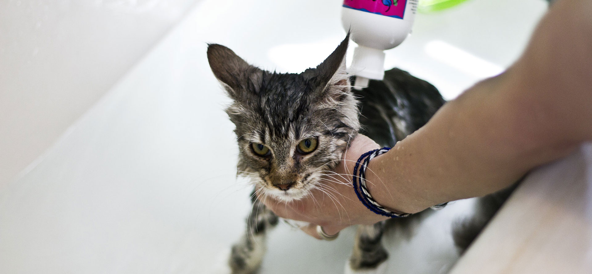 Cat taking first bath with best shampoo.