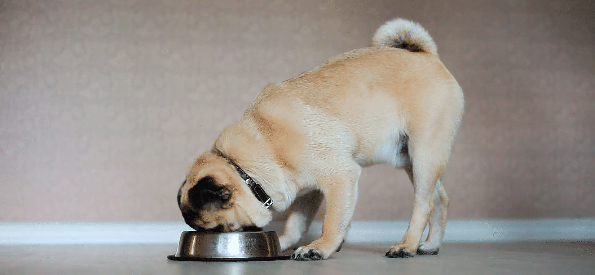 Ceramic Dog Bowl.