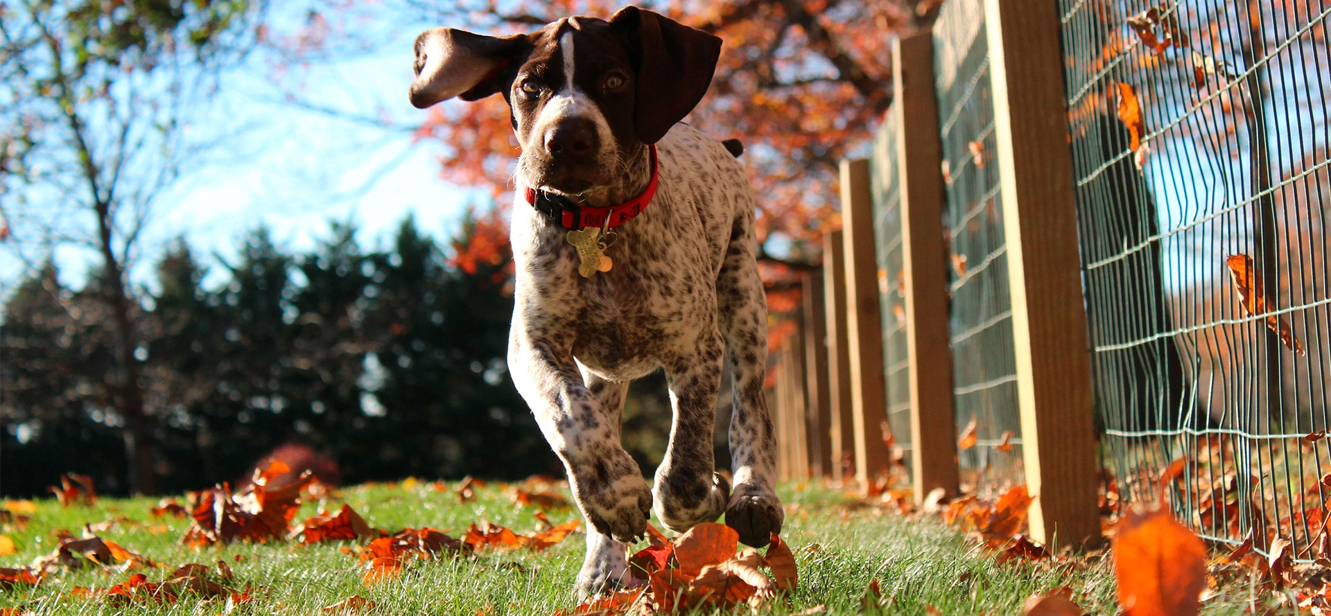 Chain Link Dog Fence.