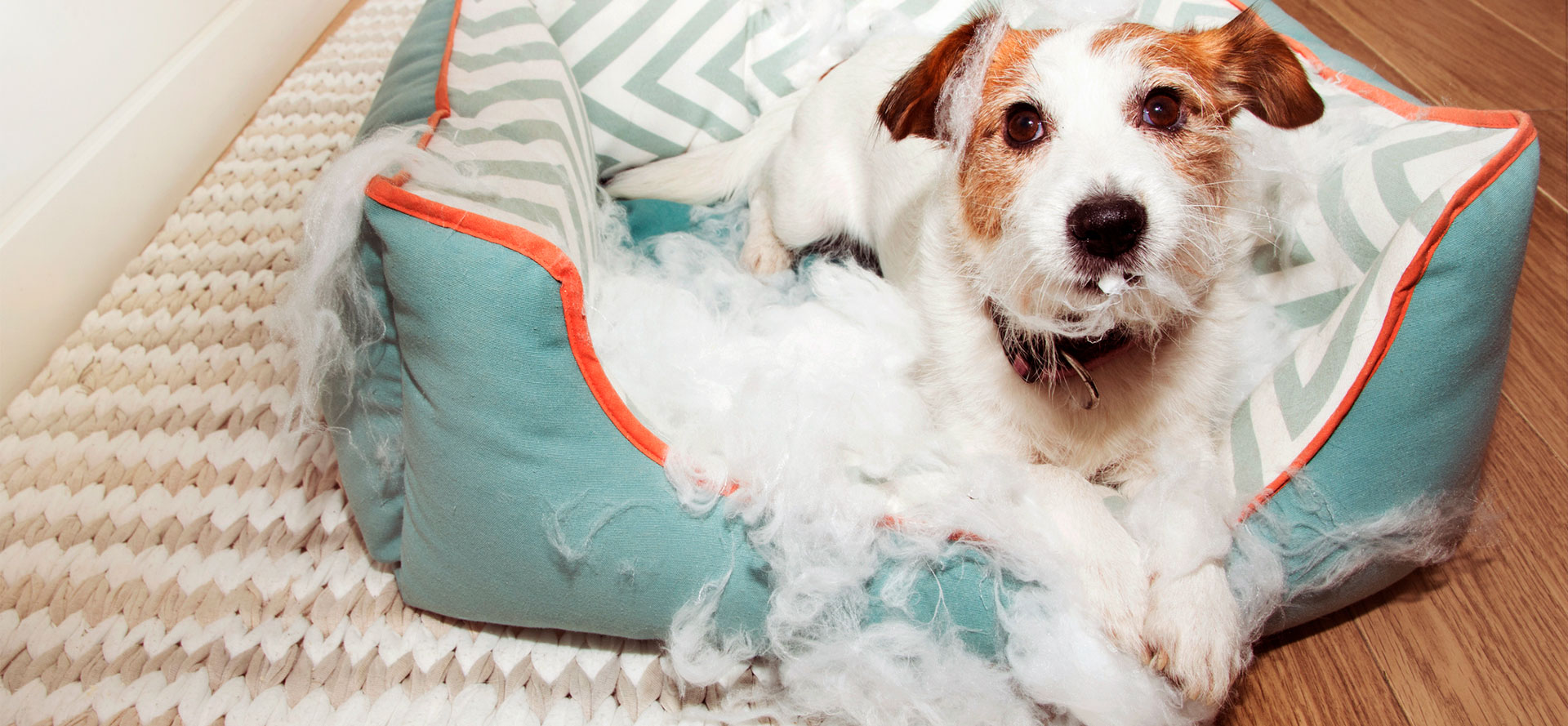 Chew Resistant Dog Bed.