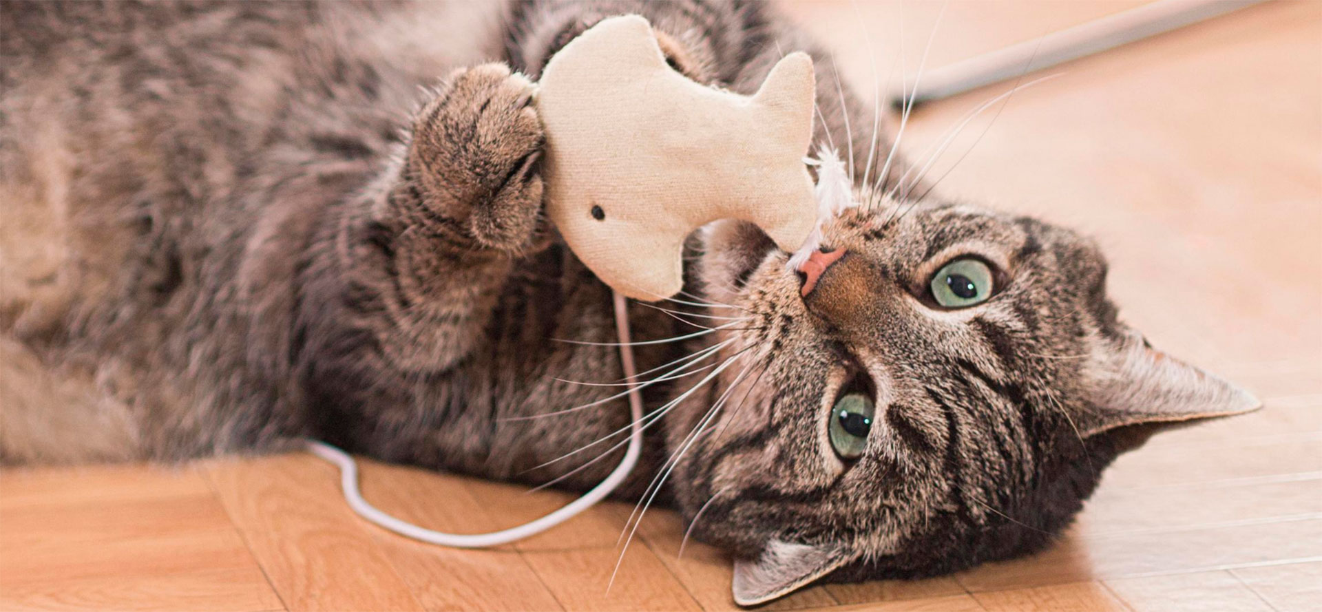 Chew Toys for Cat.