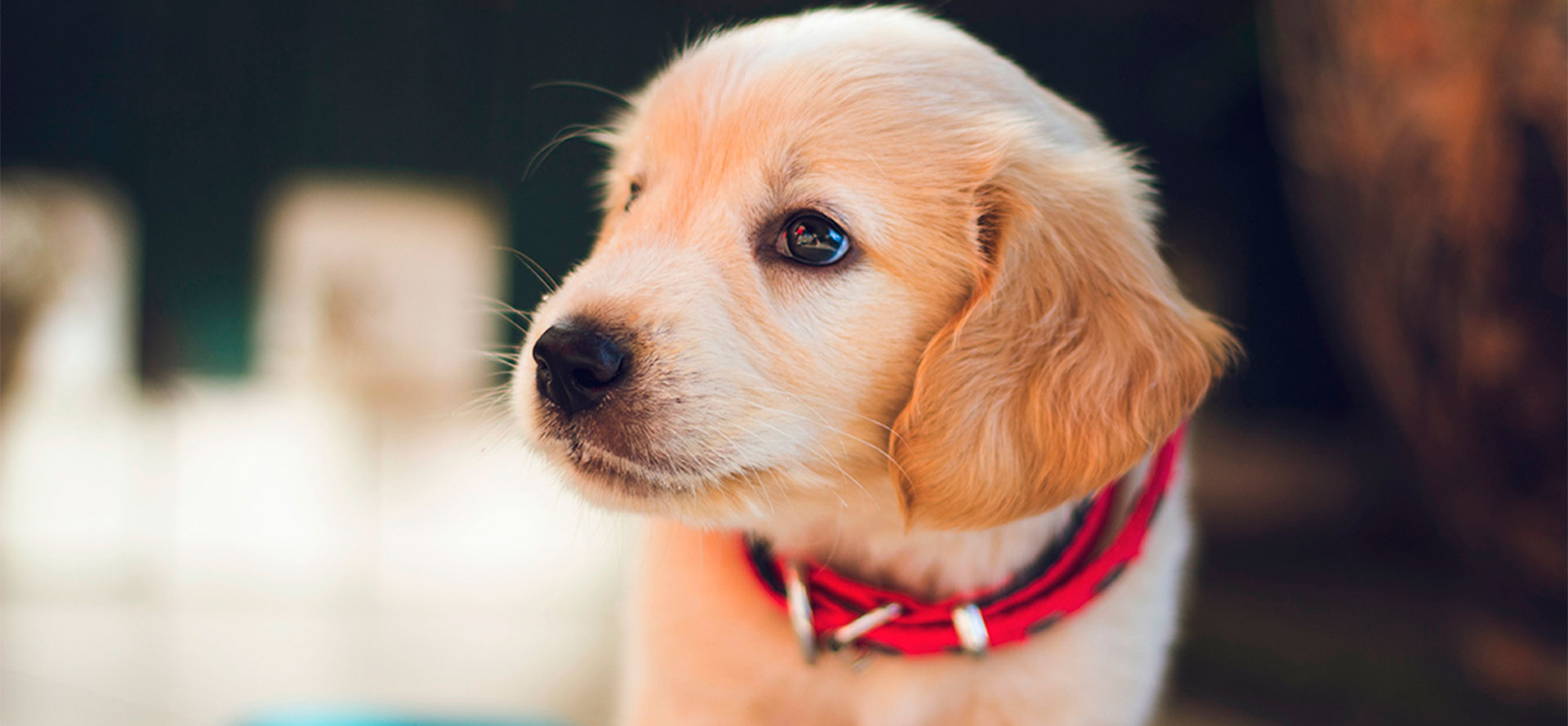 Classic Puppy Collar.