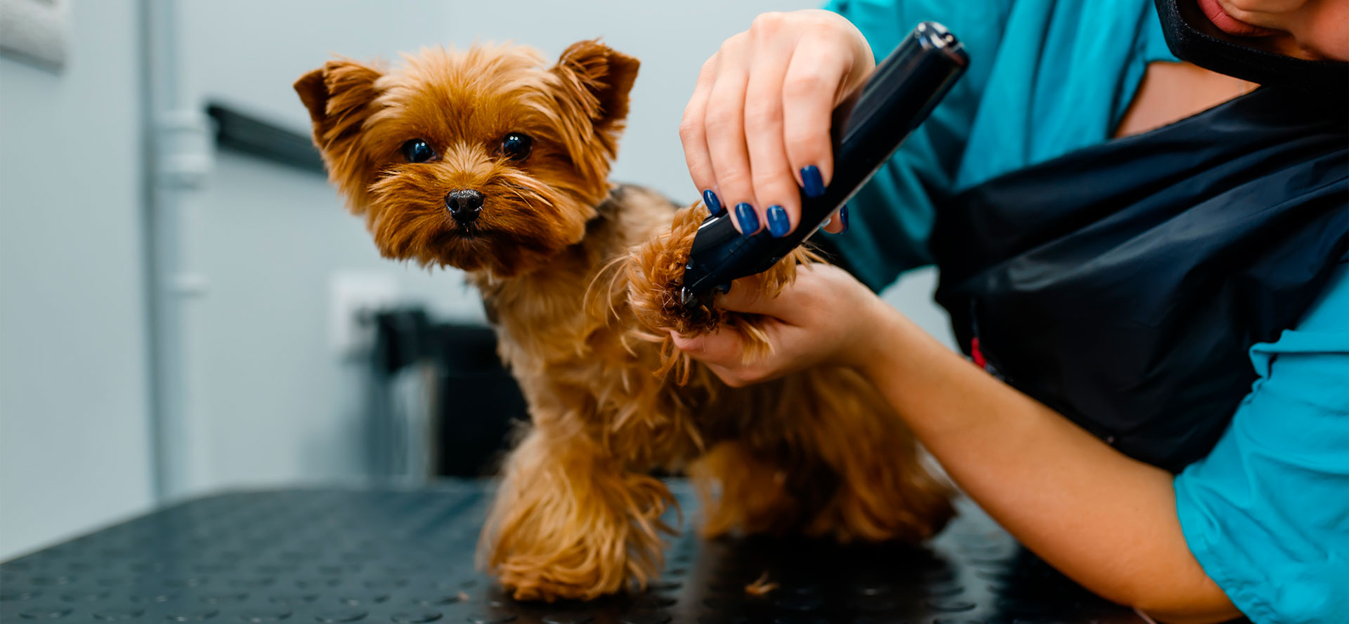 Clippers for Your Dog.