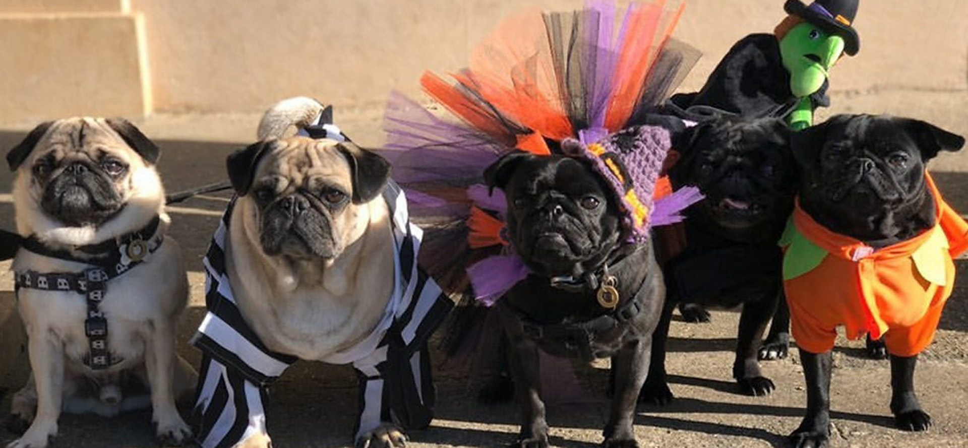 Dogs in cute clothes.