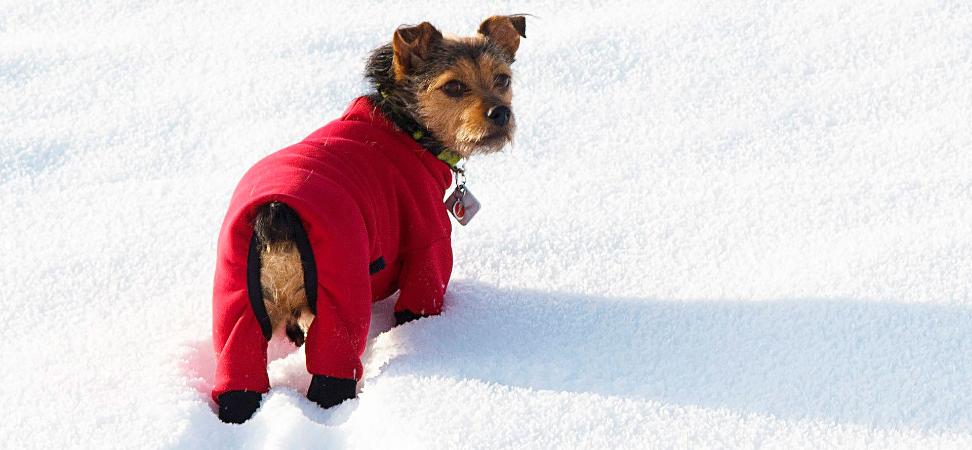Coats for Your Dog.