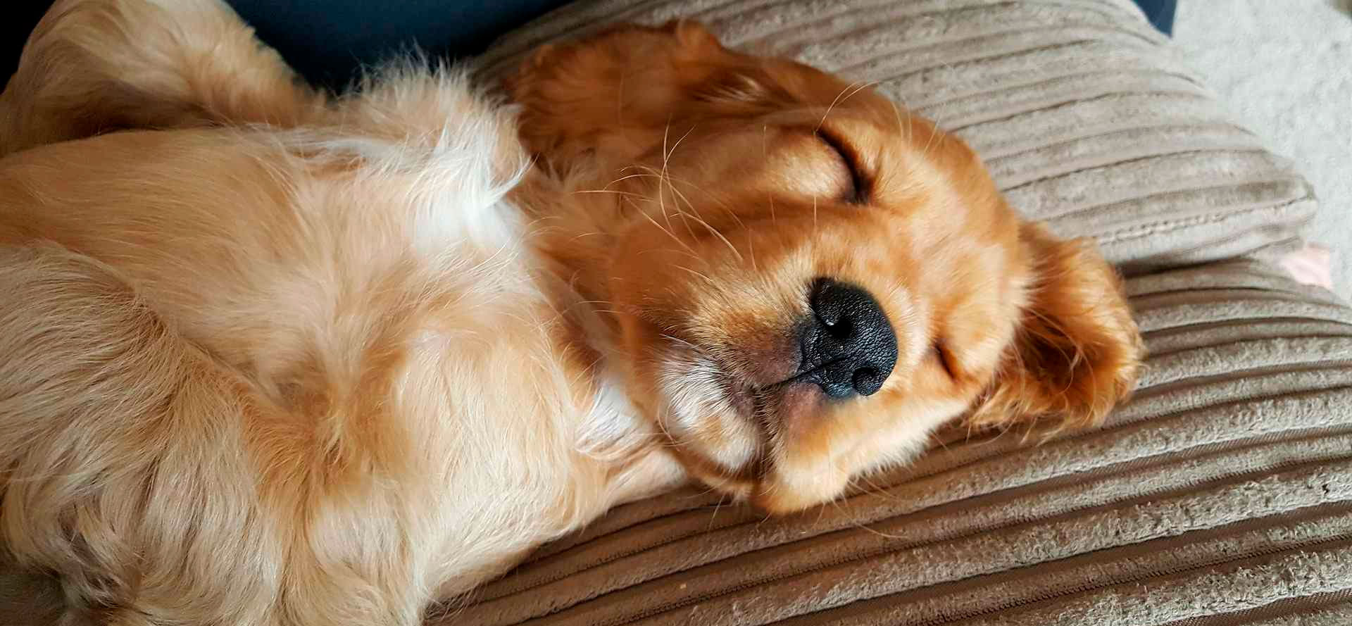 Comfy Calming Dog Bed.