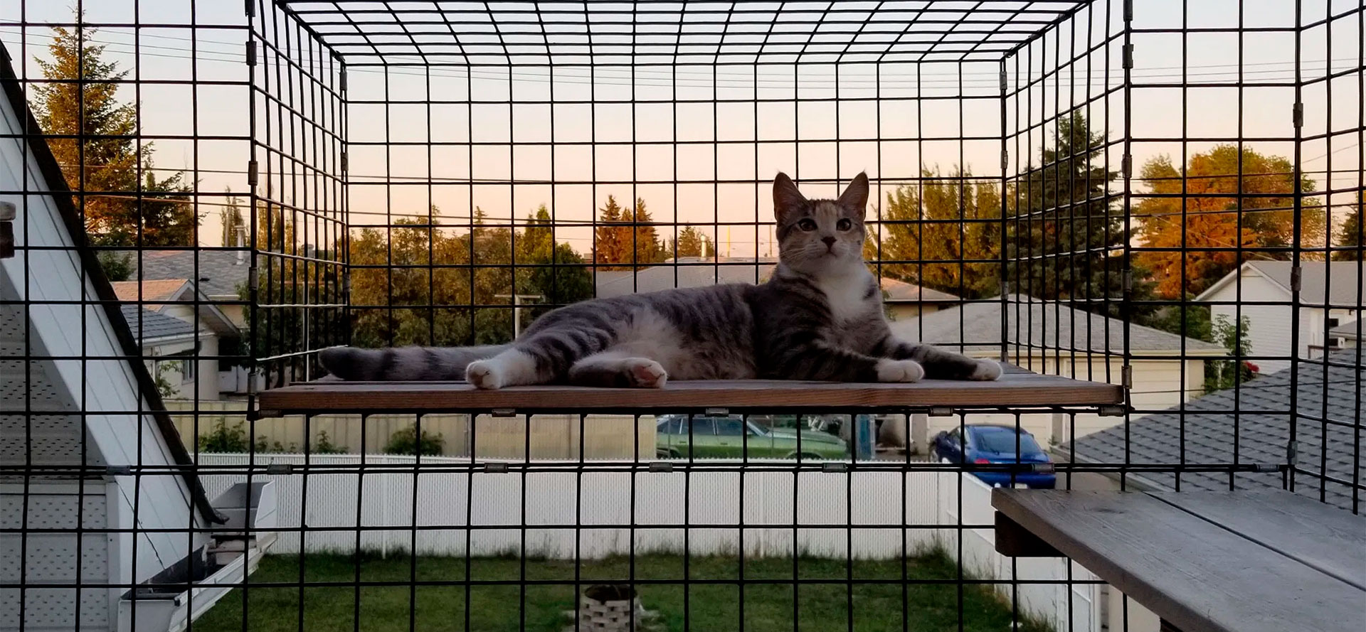 Compound Cat Enclosures.