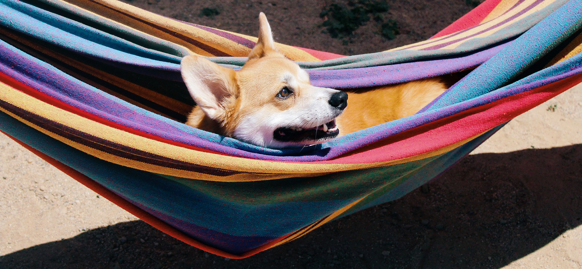 Corgi in a hammock.