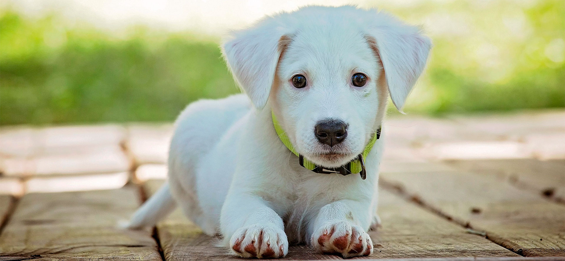 Puppy with personalized dog collar.