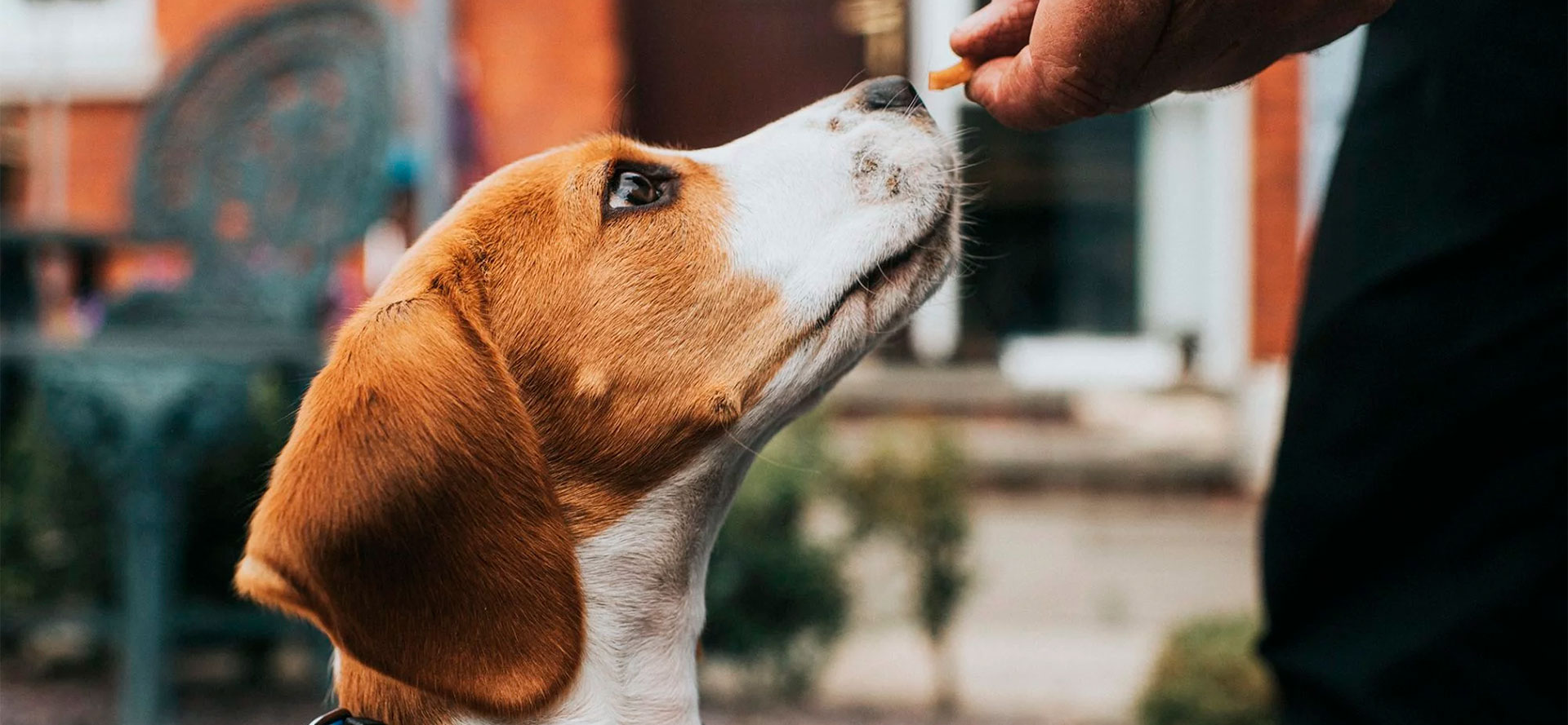 Best Dog Dewormers.