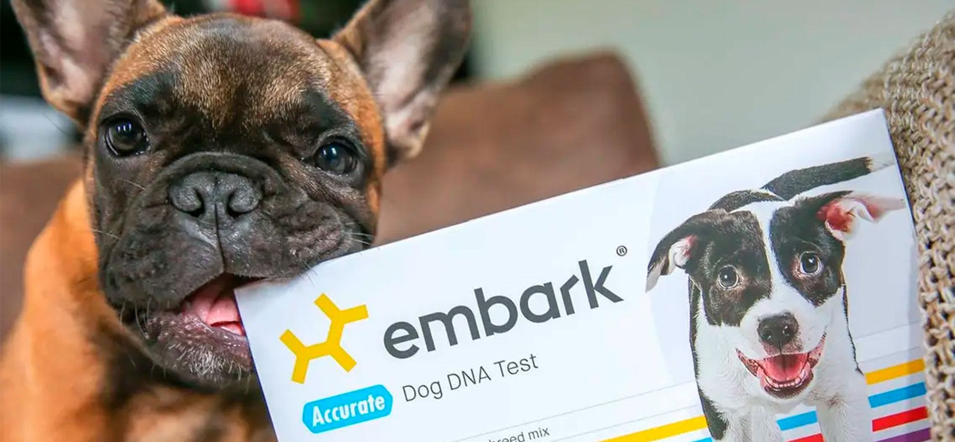 this-dog-dna-test-that-has-amazing-reviews-is-64-dollars-off-right-now