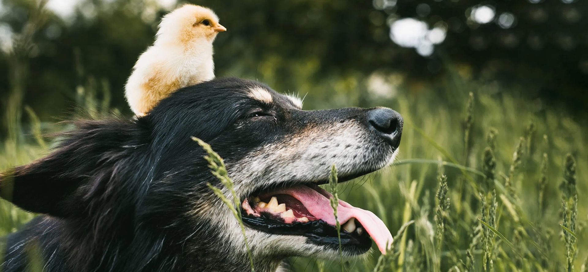 Dog and chickens on its head.