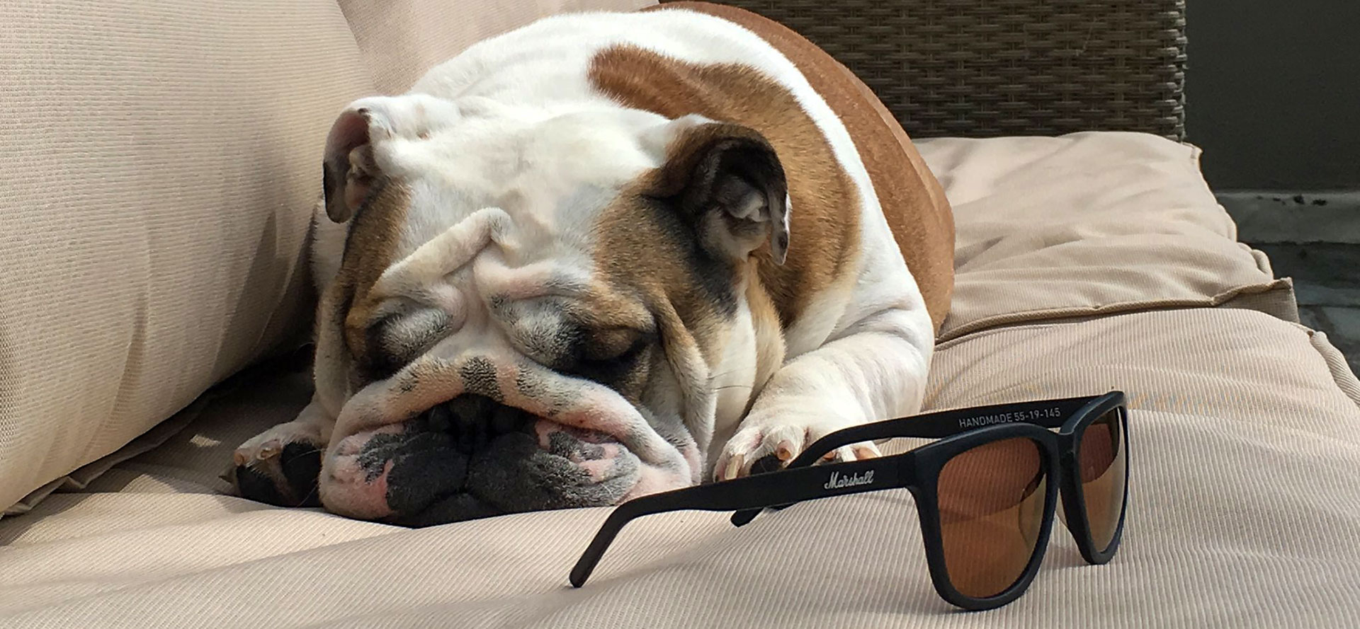 Sleeping dog and sunglasses.