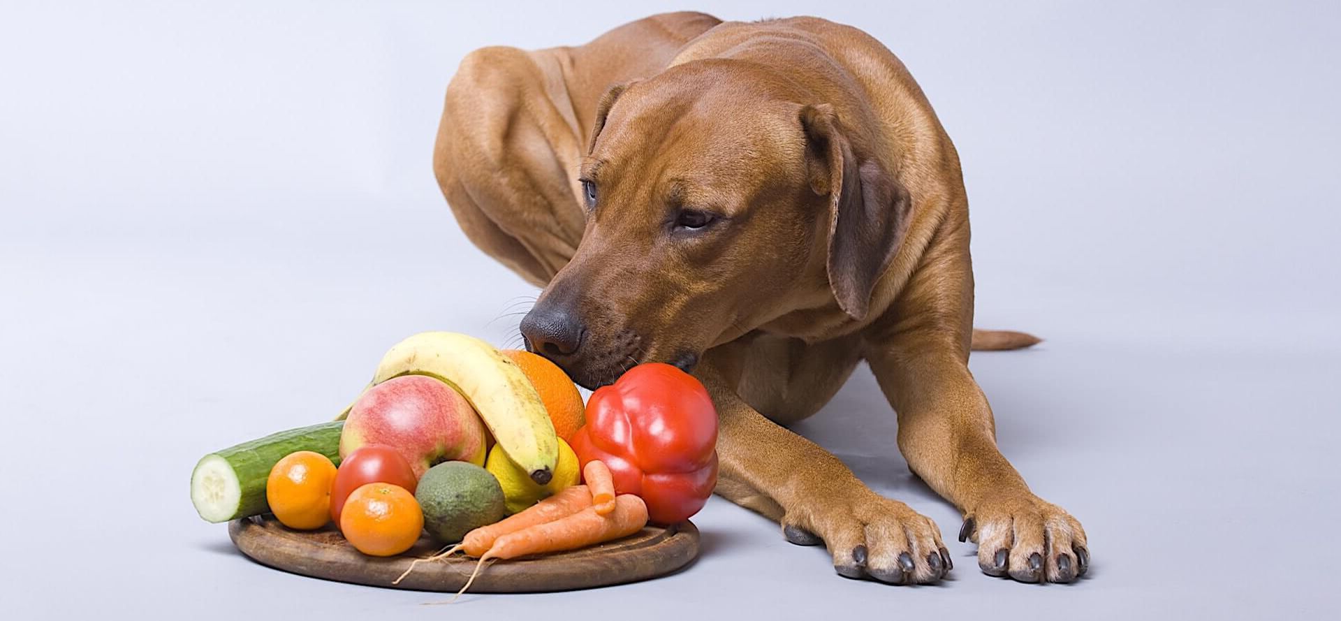 Dog And Useful Vegetables Like Carrot And Cucumber.