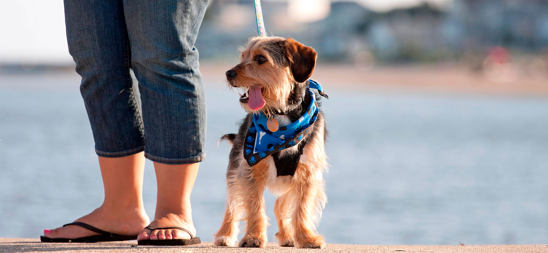 Dog Bandanas.