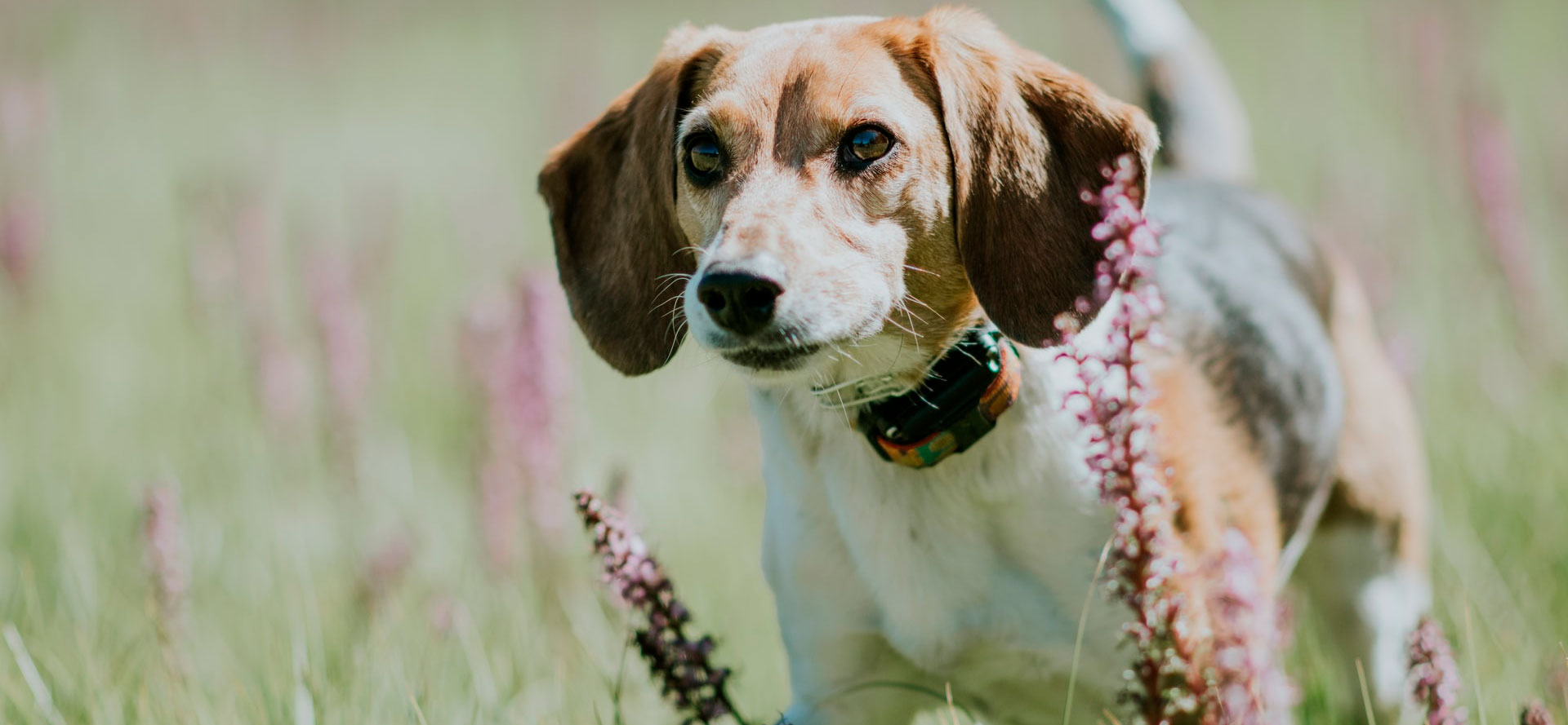 Dog in Bark Collar.