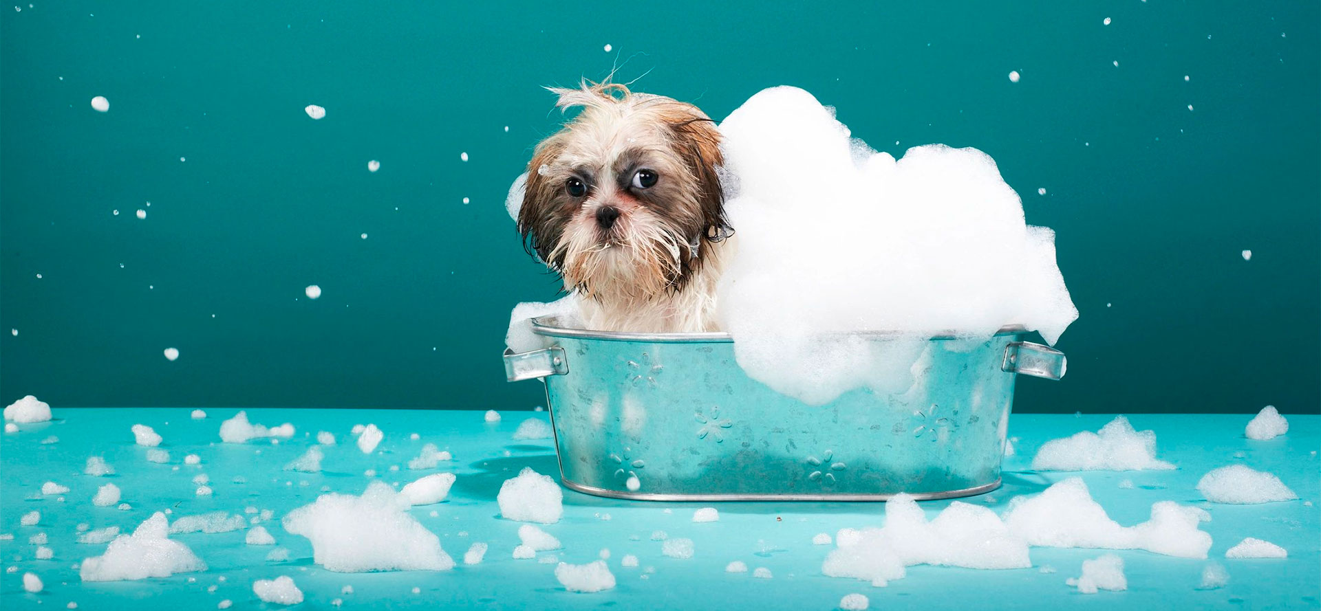 Best Dog Bath Tub.