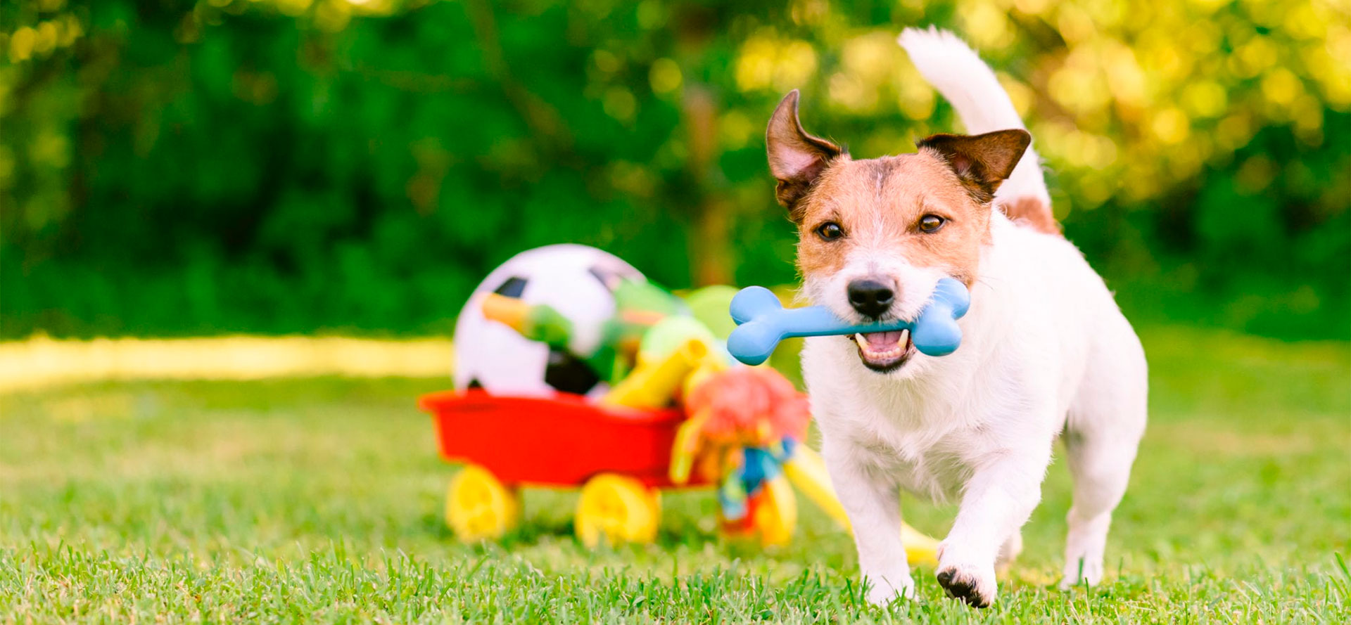 Dog Bone Toy.