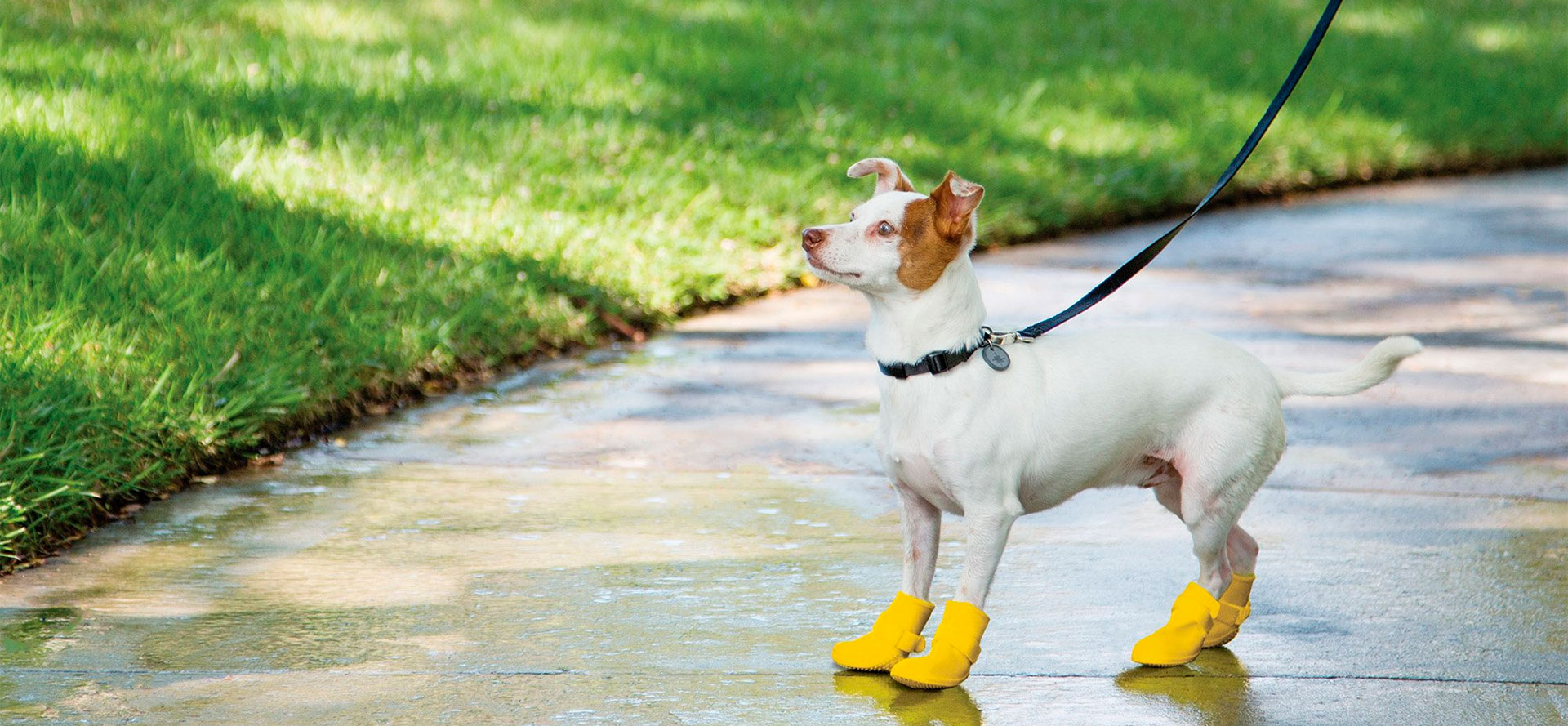 Dog Booties.