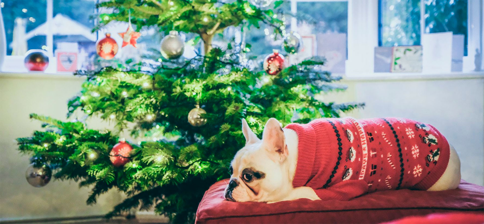 Dog Christmas Sweater.