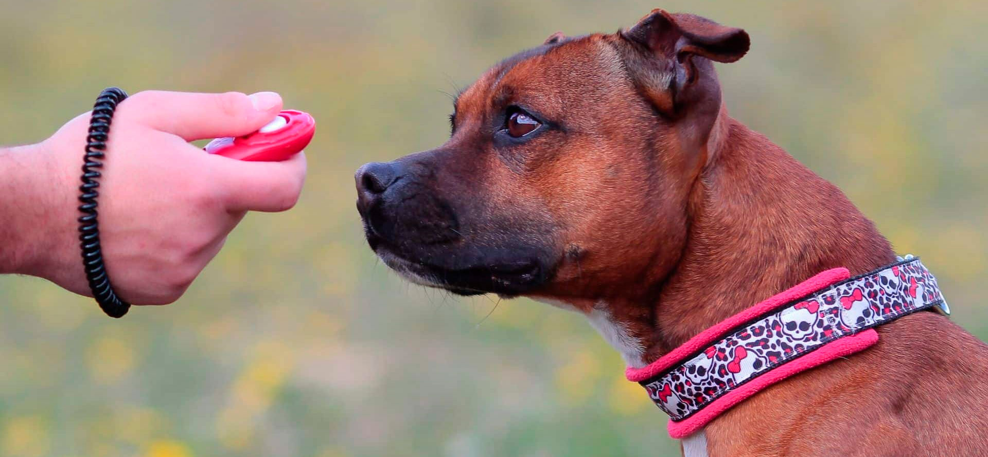 Dog training with a dog clicker.