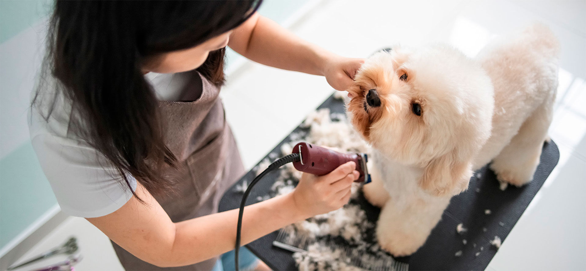 Using dog clipper.