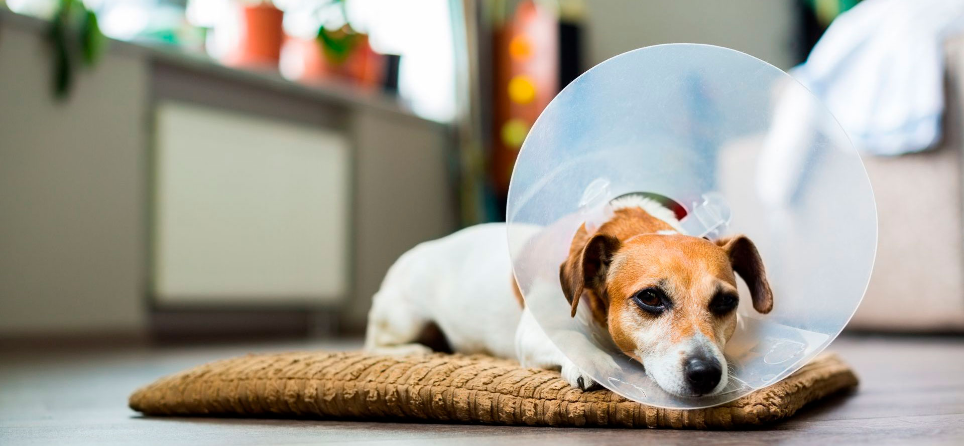 Dog in cone.