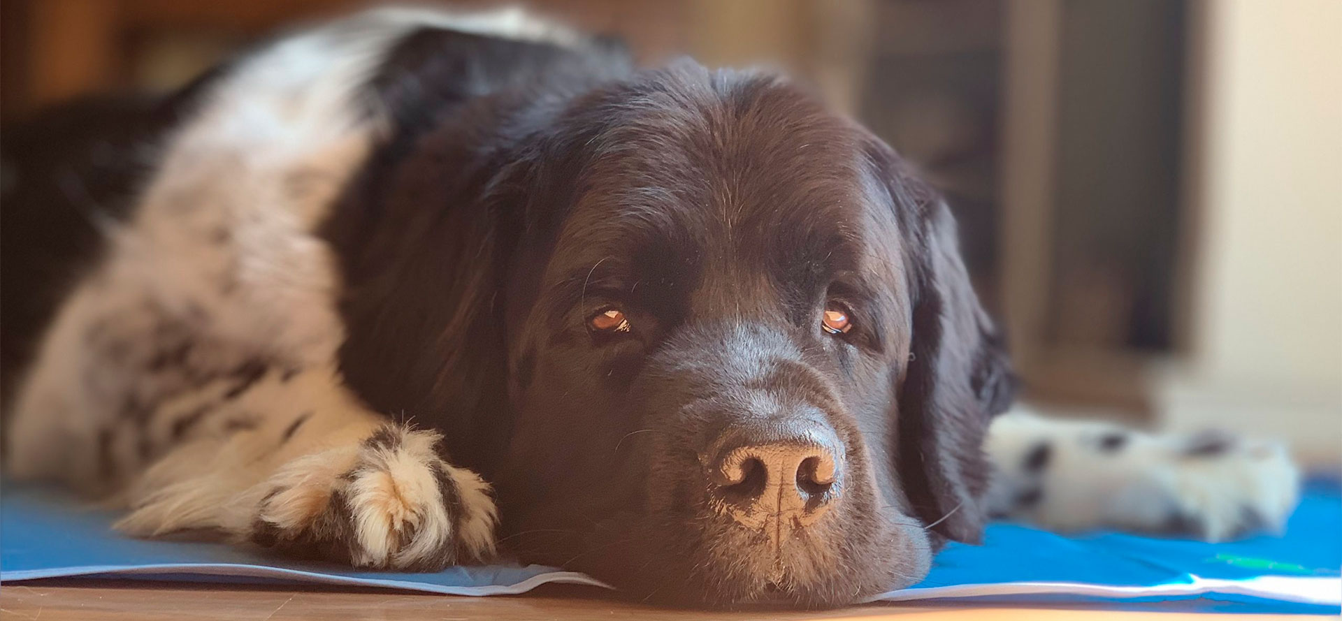 Dog on cooling mat.