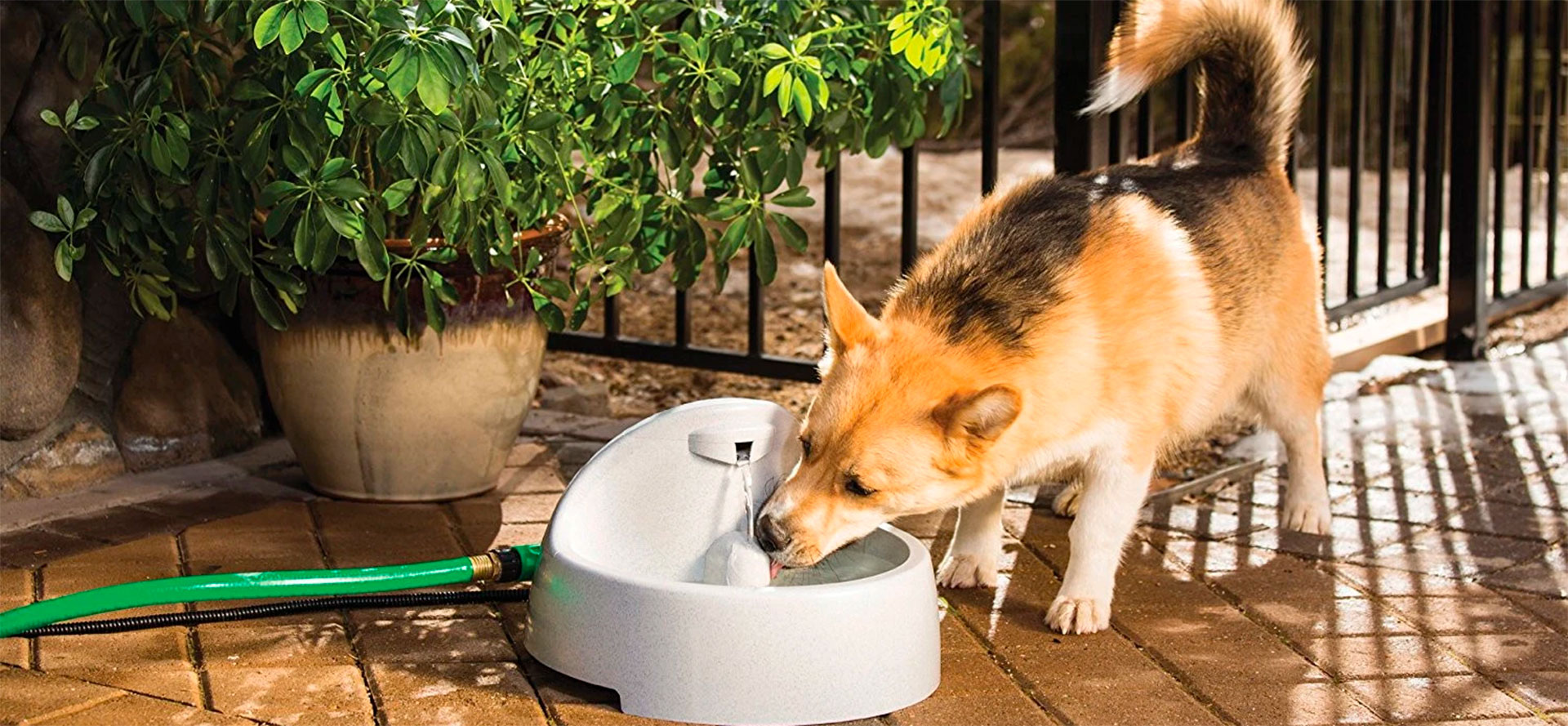 Dog Drinking Fountain.