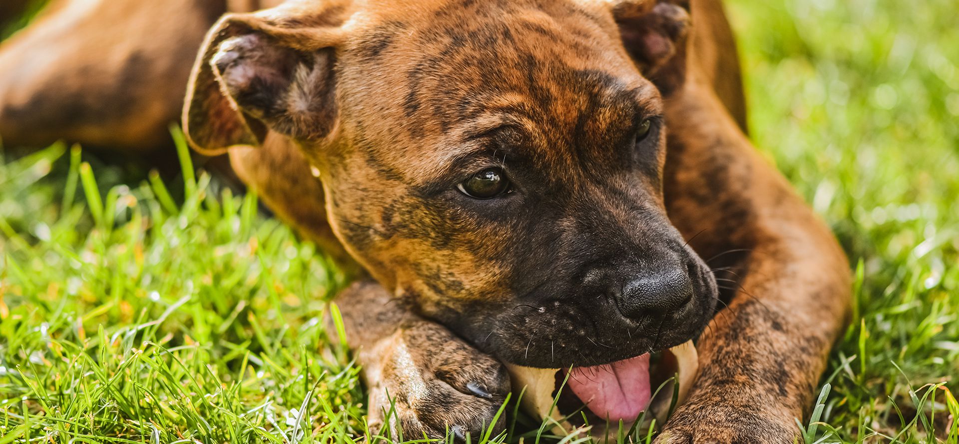 Dog eats pork.