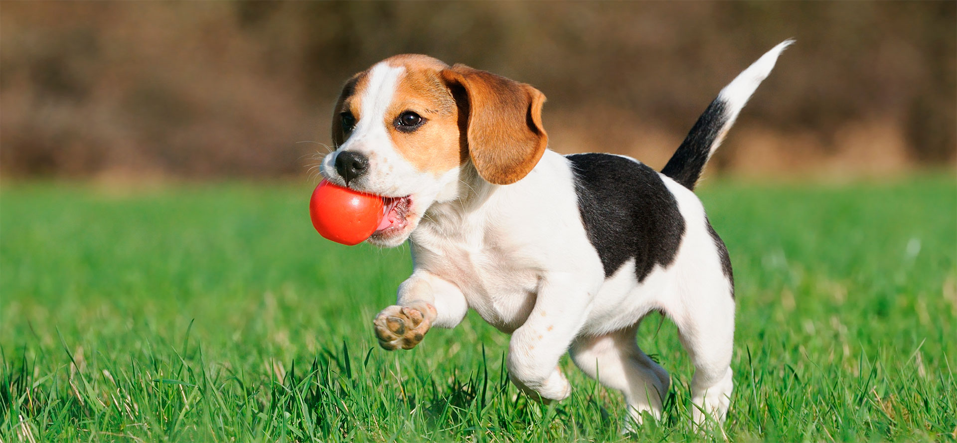 Dog Favorite Toy.