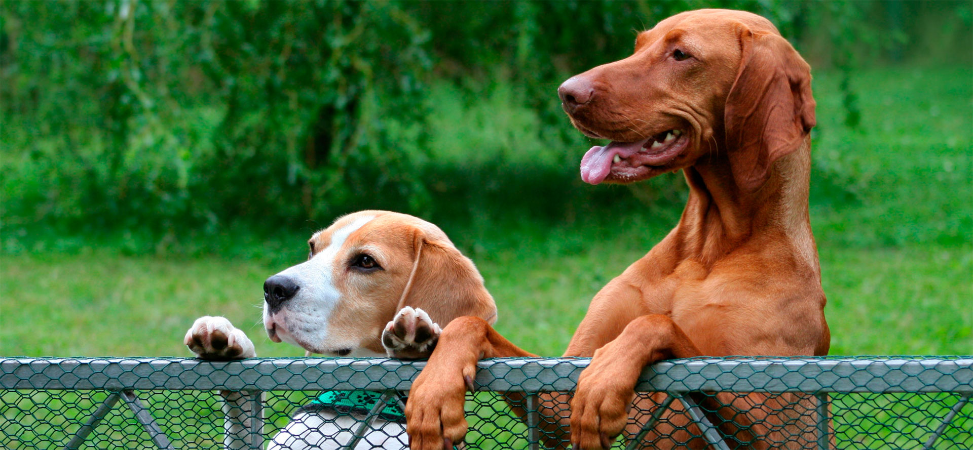 Best Dog Fences.