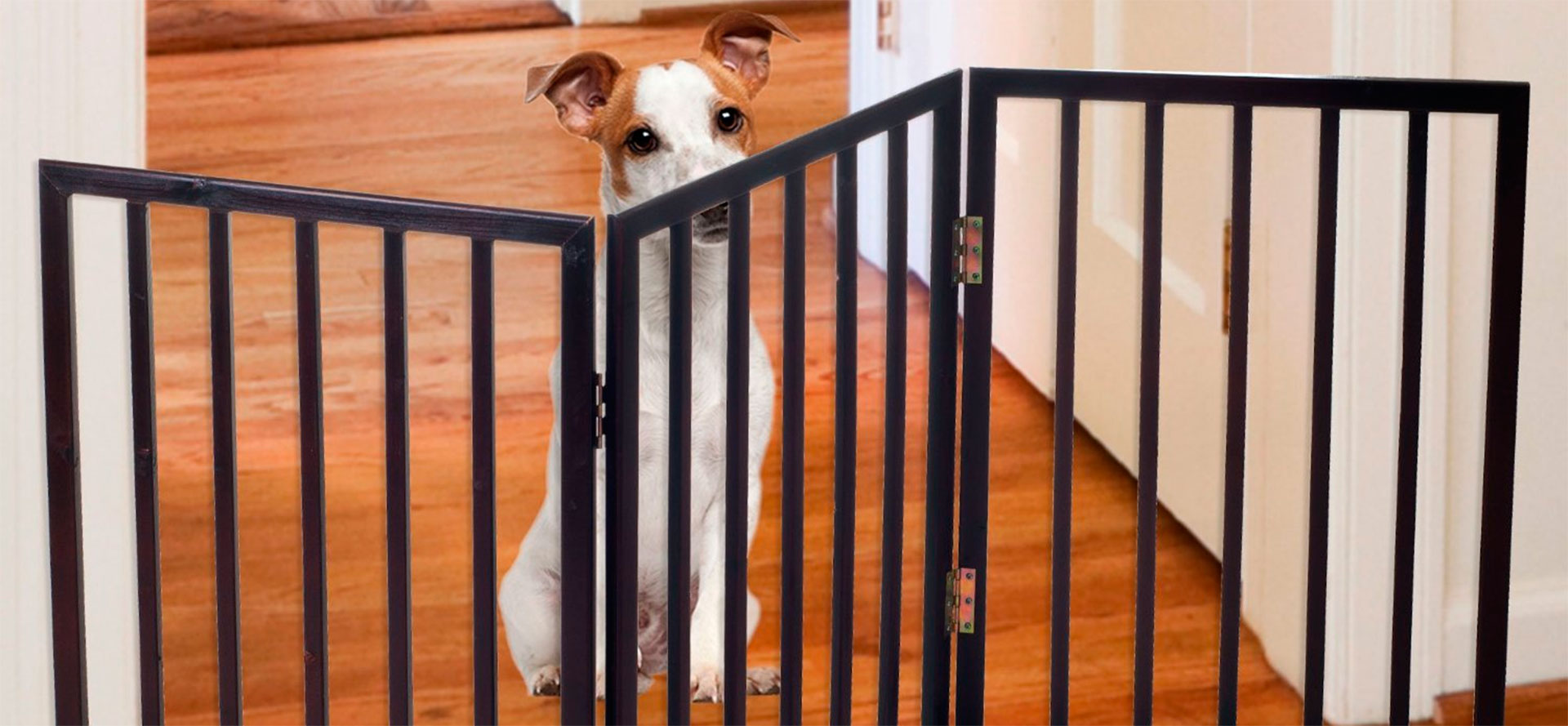 Dog and dog gate.