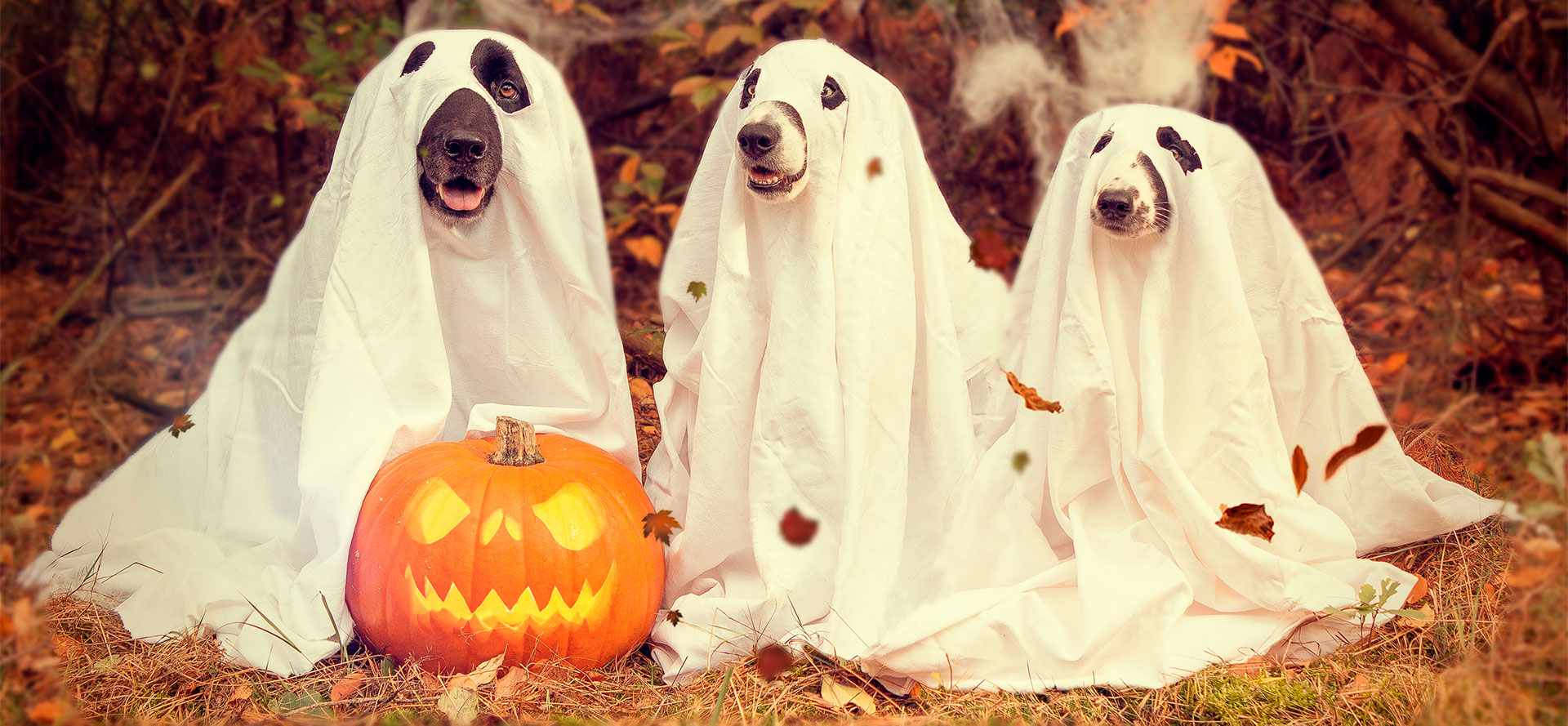 10 Best Dog Halloween Costumes in 2024 💯 Your Definitive Buyer's Guide