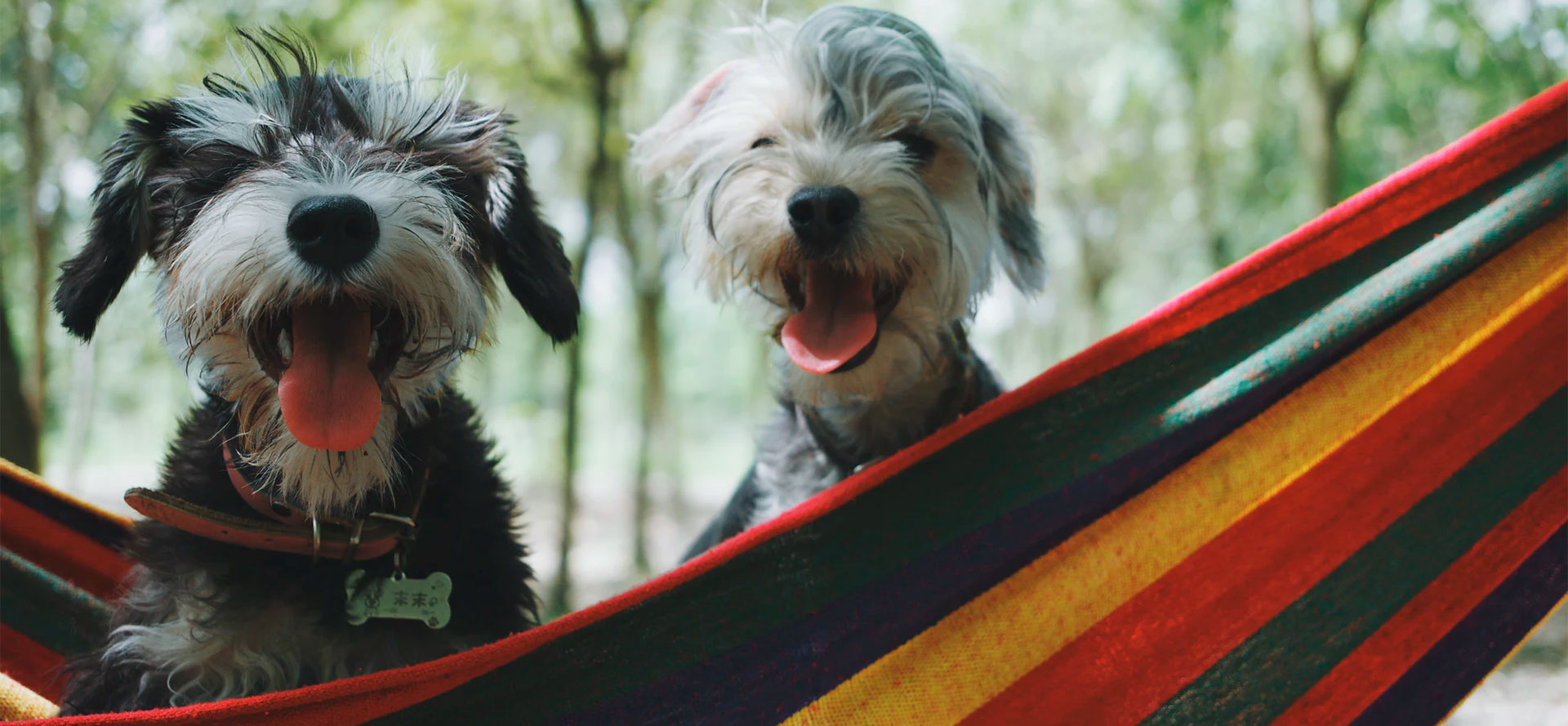 Two dogs in dog hammock.