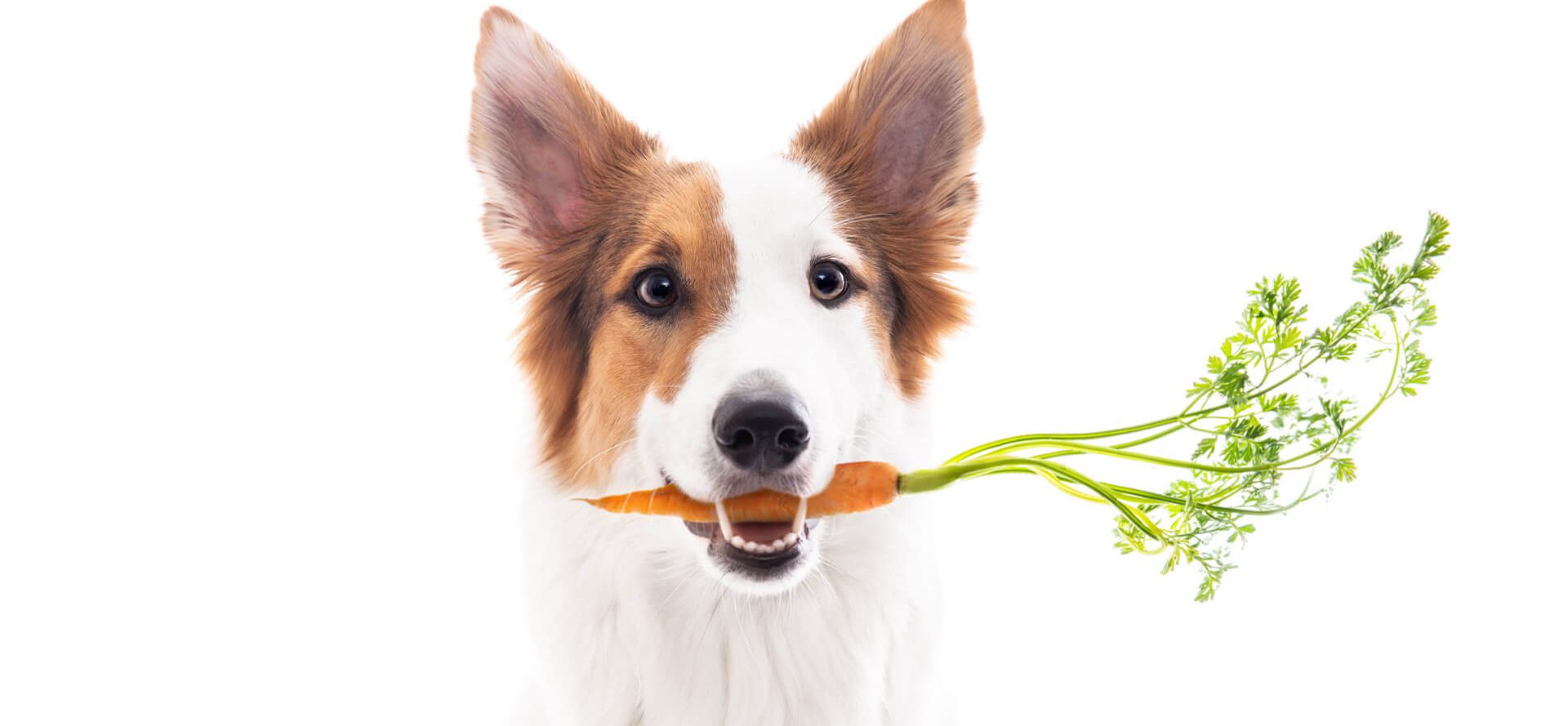 Dog Holding Carrot In Teeth.