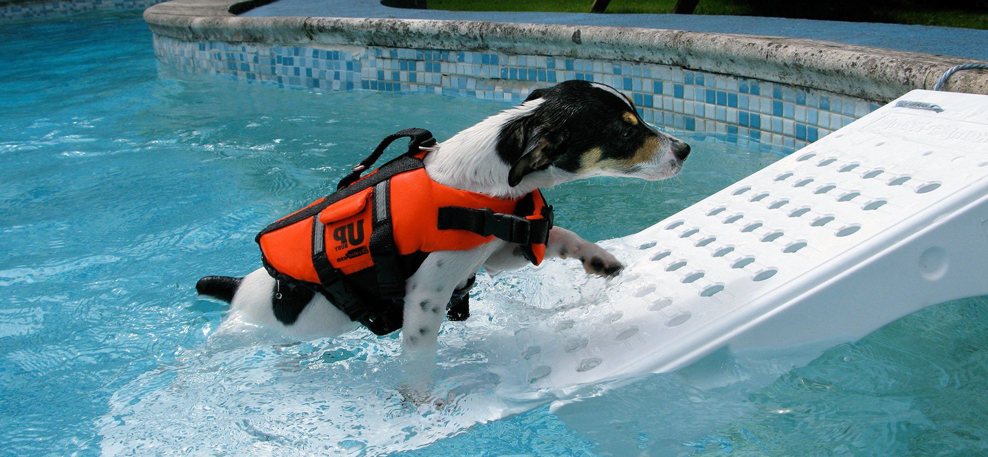 A Dog In A Life Jacket In The Pool.