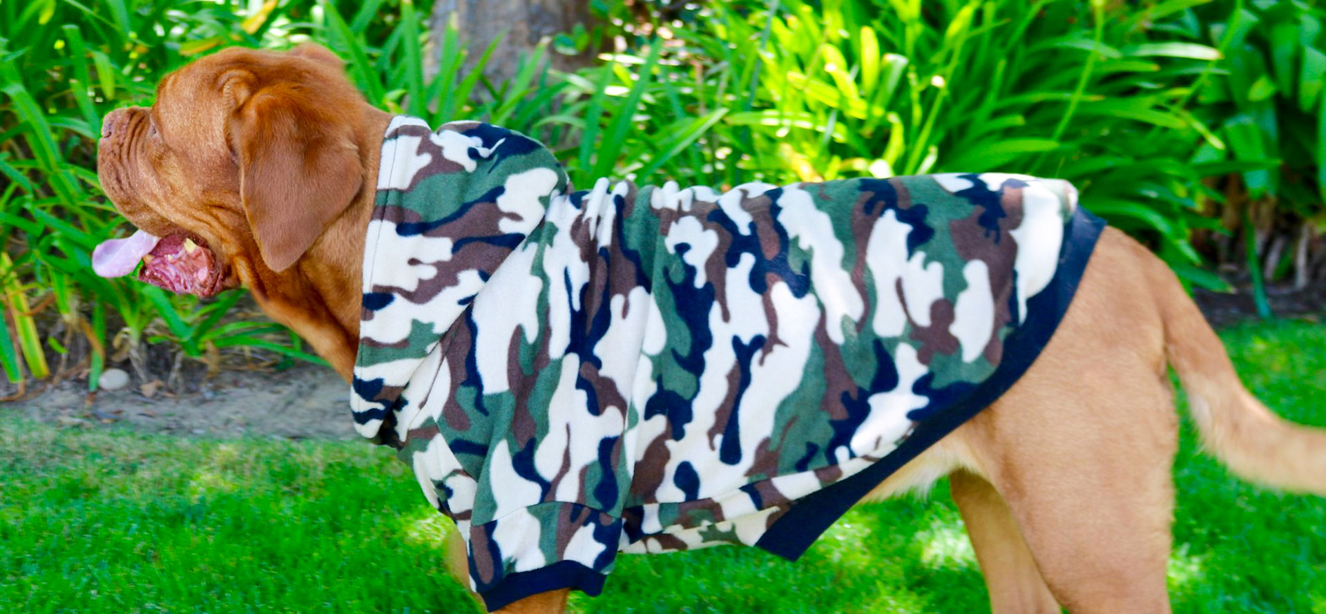 Dog in best camouflage hoodie.