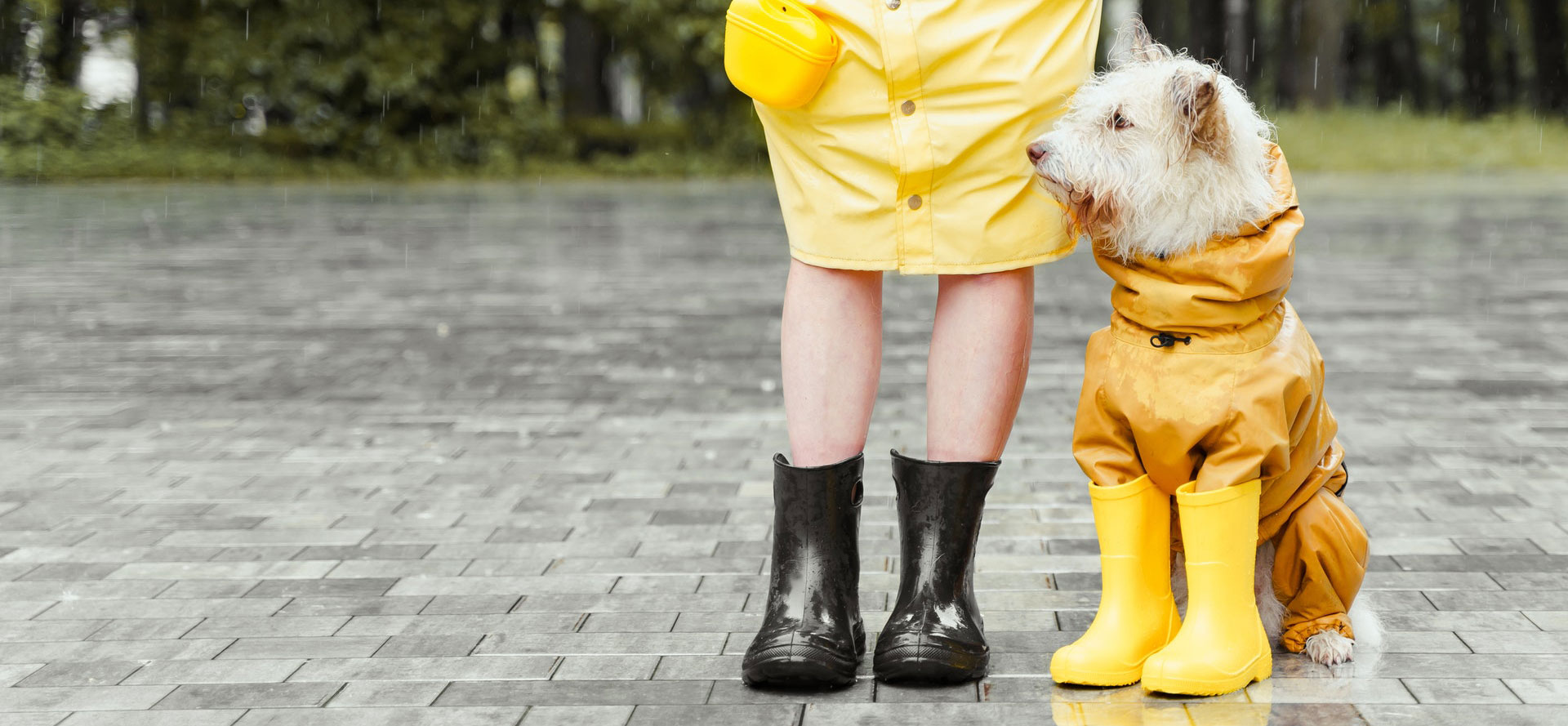 Dog in raincoat and boots.