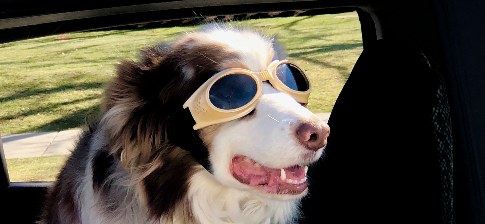 Dog in car in sunglasses.