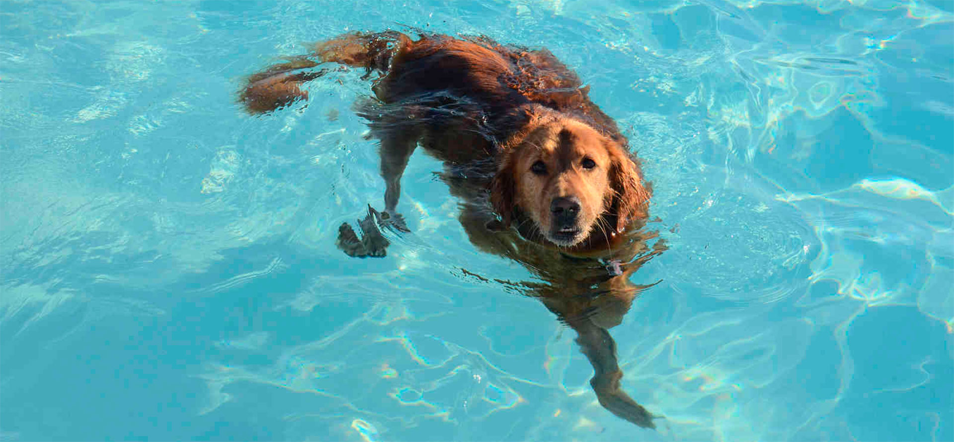 Dog in the Pool.