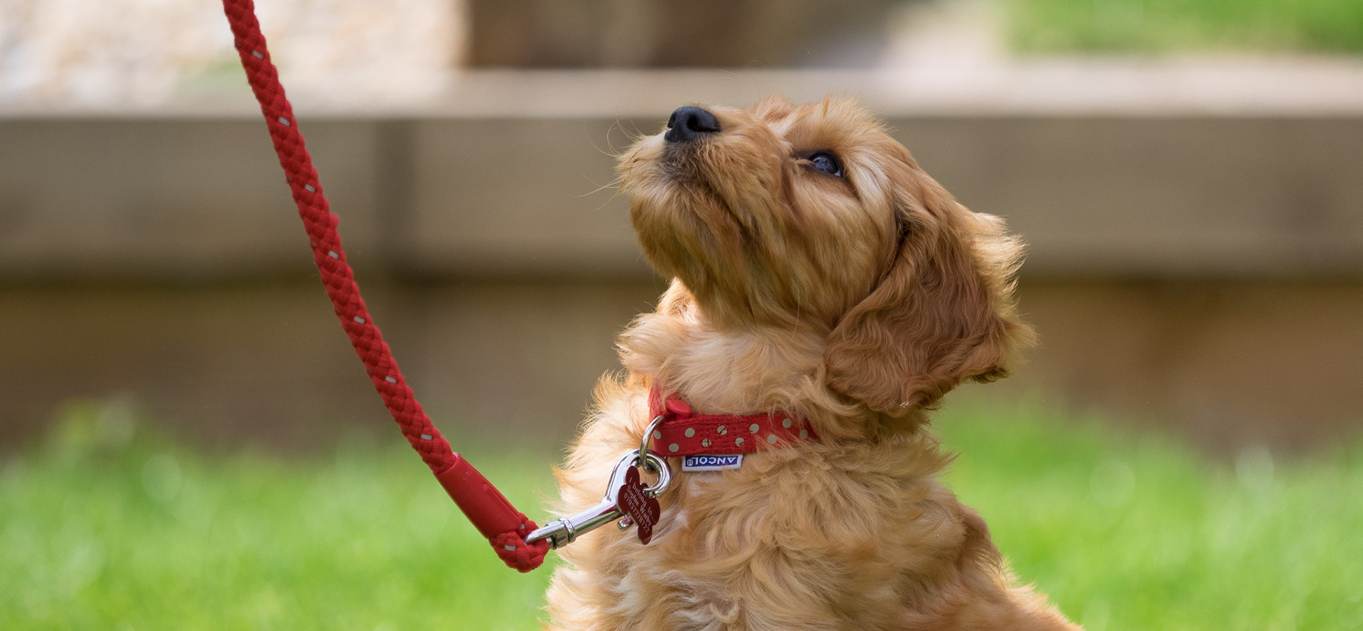 Dog on red leash.