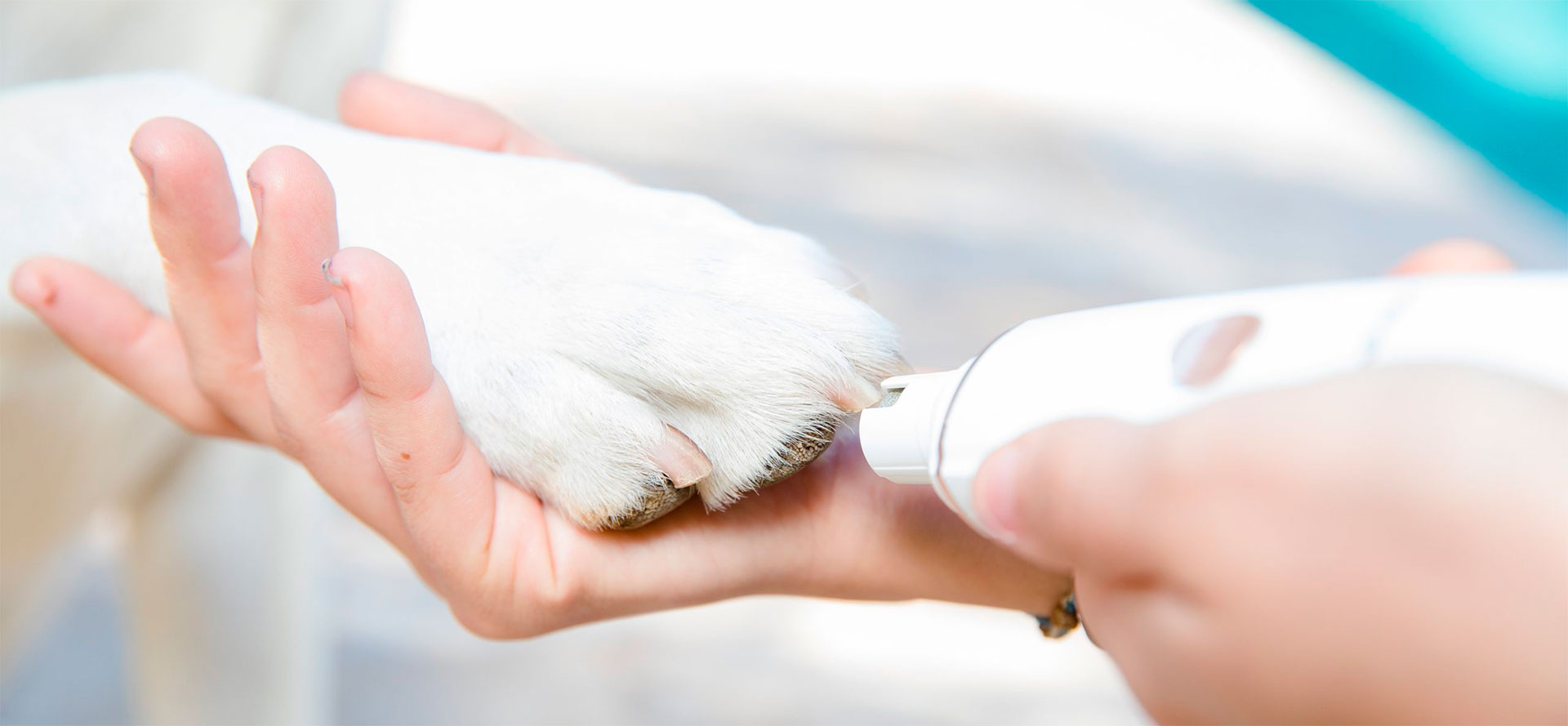 Dog Nail Grinders.